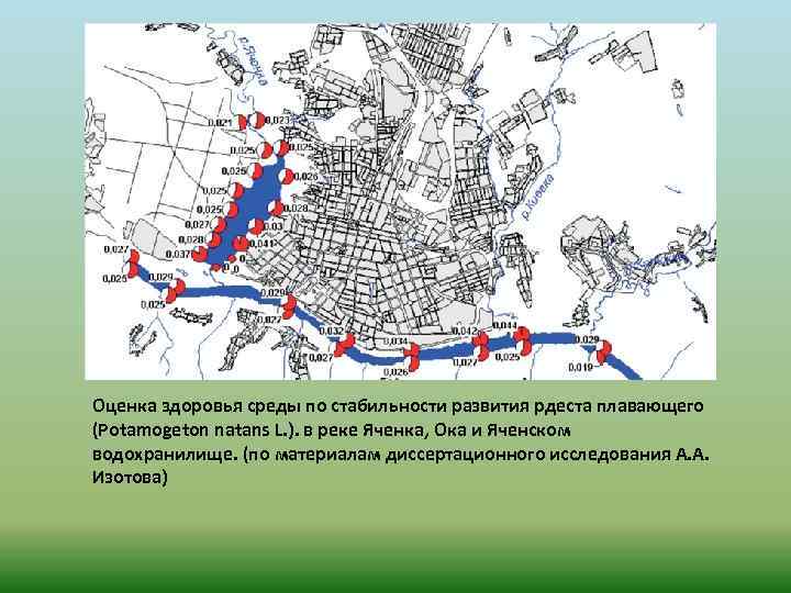 Оценка здоровья среды по стабильности развития рдеста плавающего (Potamogeton natans L. ). в реке