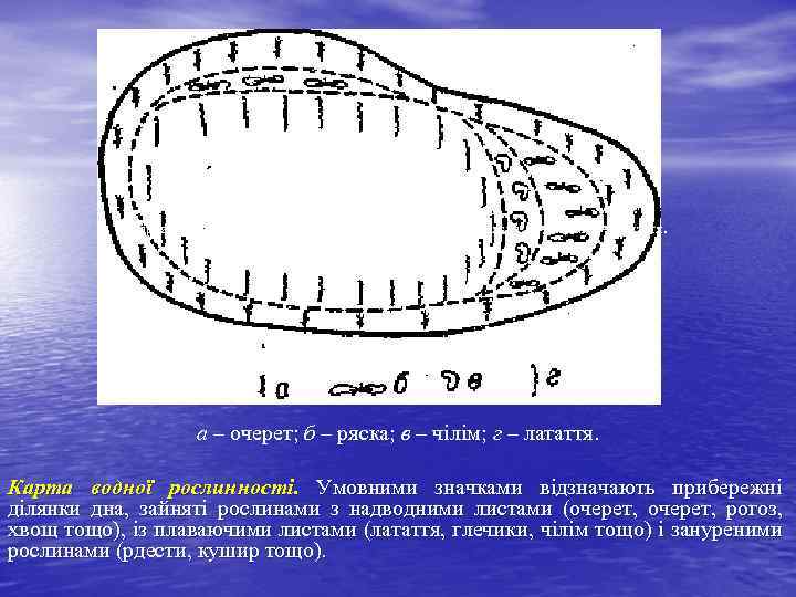 Карта поширення водної рослинності: а – очерет; б – ряска; в – чілім; г
