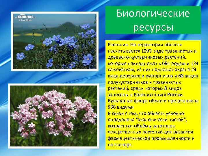 Биологические ресурсы Растения. На территории области насчитывается 1993 вида травянистых и древесно-кустарниковых растений, которые