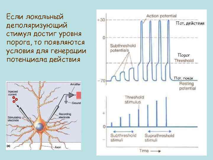 Если локальный деполяризующий стимул достиг уровня порога, то появляются условия для генерации потенциала действия