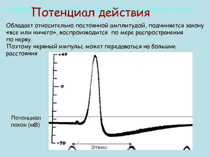 Потенциал действия Hodgkin & Huxley, 1939 Action potential measured at a point Обладает относительно