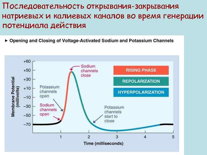 Последовательность открывания-закрывания натриевых и калиевых каналов во время генерации потенциала действия 