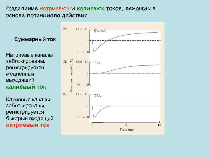 Разделение натриевых и калиевых токов, лежащих в основе потенциала действия Суммарный ток Натриевые каналы