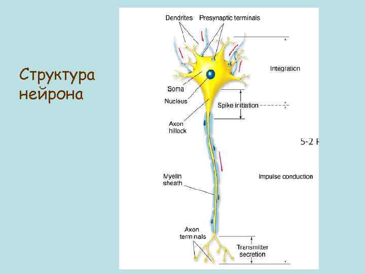 Структура нейрона 