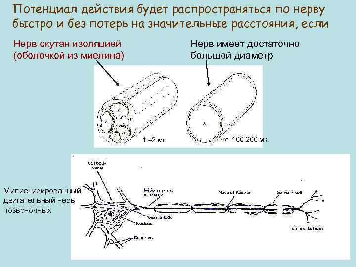 Потенциал действия будет распространяться по нерву быстро и без потерь на значительные расстояния, если