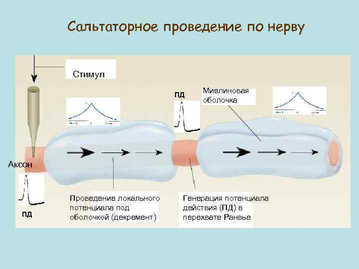 Сальтаторное проведение по нерву Стимул ПД Миелиновая оболочка Аксон ПД Проведение локального потенциала под