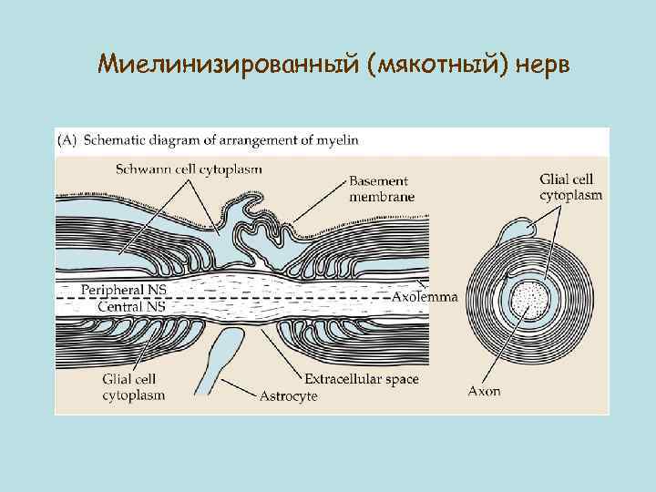 Миелинизированный (мякотный) нерв 