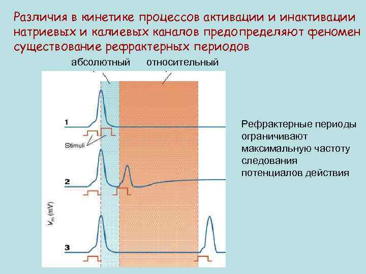 Различия в кинетике процессов активации и инактивации натриевых и калиевых каналов предопределяют феномен существование