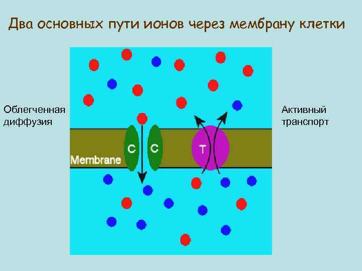 Два основных пути ионов через мембрану клетки Облегченная диффузия Активный транспорт 