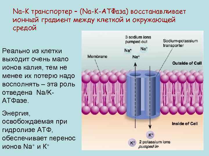 Na-K транспортер – (Na-K-АТФаза) восстанавливает ионный градиент между клеткой и окружающей средой Реально из