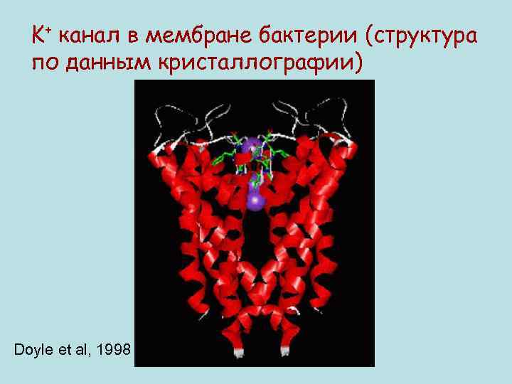 K+ канал в мембране бактерии (структура по данным кристаллографии) Doyle et al, 1998 