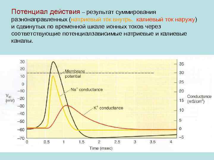 Потенциал действия – результат суммирования разнонаправленных (натриевый ток внутрь, калиевый ток наружу) и сдвинутых