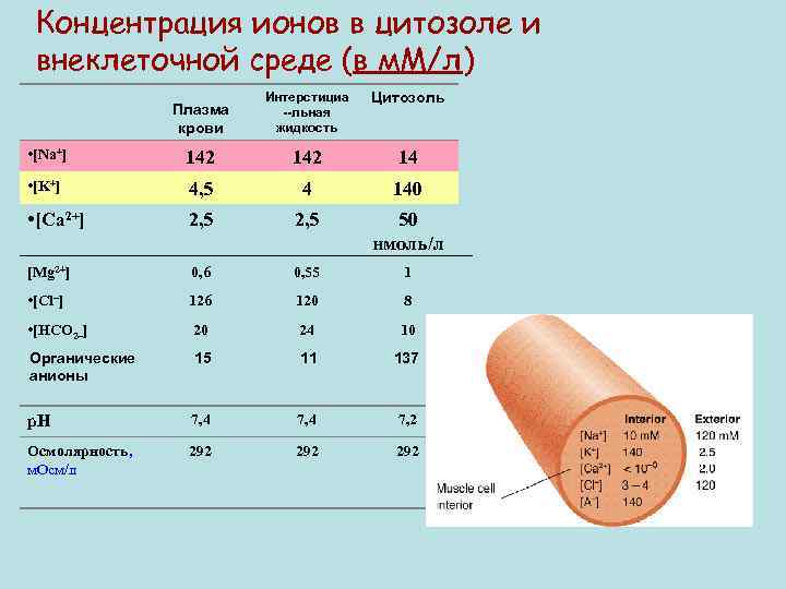 Концентрация ионов в цитозоле и внеклеточной среде (в м. М/л) Плазма крови Интерстициа --льная