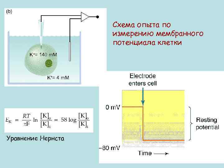 Схема опыта по измерению мембранного потенциала клетки K+= 140 m. M K+= 4 m.