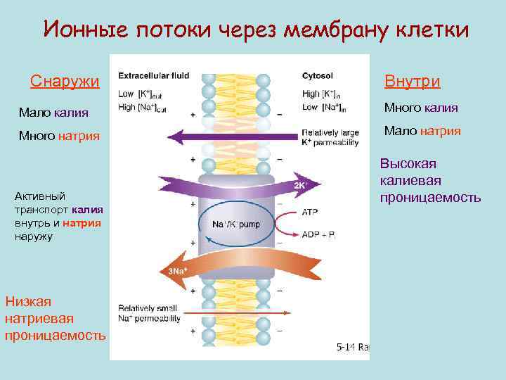 Ионные потоки через мембрану клетки Снаружи Внутри Мало калия Много натрия Мало натрия Активный