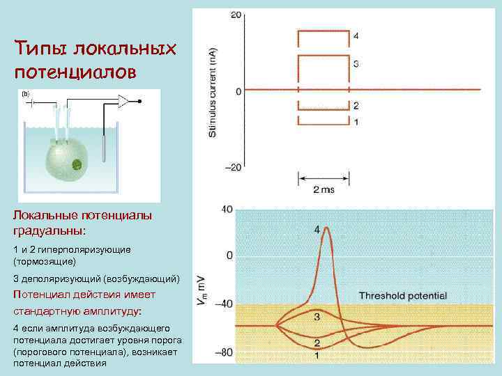 Типы локальных потенциалов Локальные потенциалы градуальны: 1 и 2 гиперполяризующие (тормозящие) 3 деполяризующий (возбуждающий)