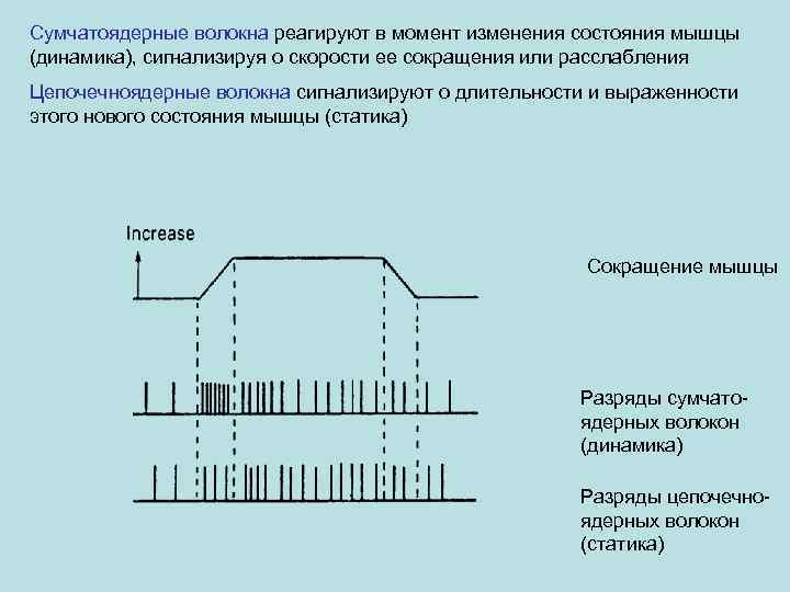 Сумчатоядерные волокна реагируют в момент изменения состояния мышцы (динамика), сигнализируя о скорости ее сокращения