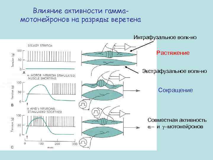 Влияние активности гаммамотонейронов на разряды веретена Интрафузальное волк-но Растяжение Экстрафузальное волк-но Сокращение Совместная активность