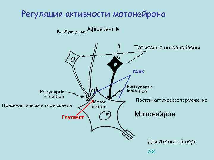 Регуляция активности мотонейрона Возбуждение Афферент Ia Тормозные интернейроны ГАМК Постсинаптическое торможение Пресинаптическое торможение Глутамат