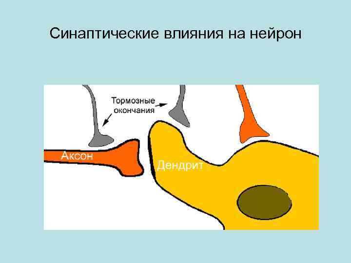 Синаптические влияния на нейрон 