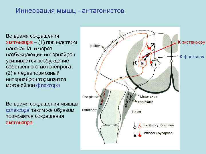 Иннервация мышц - антагонистов Во время сокращения экстензора – (1) посредством волокон Ia и