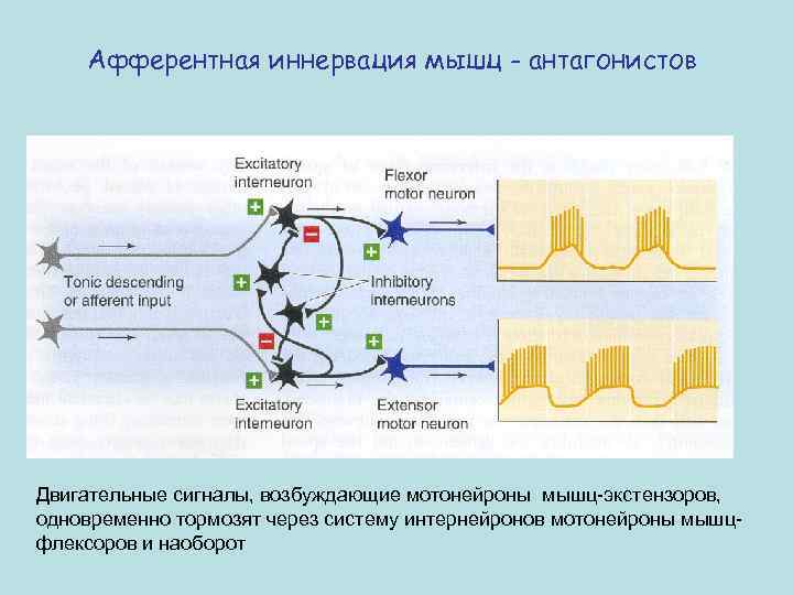 Афферентная иннервация мышц - антагонистов Двигательные сигналы, возбуждающие мотонейроны мышц-экстензоров, одновременно тормозят через систему