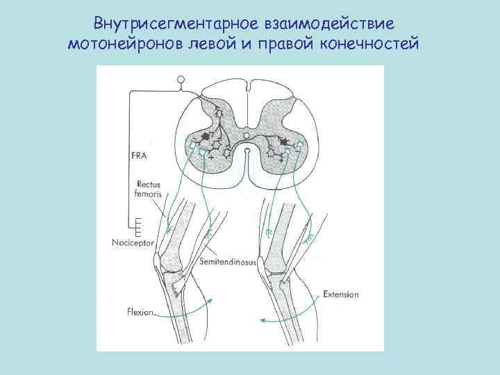 Внутрисегментарное взаимодействие мотонейронов левой и правой конечностей 