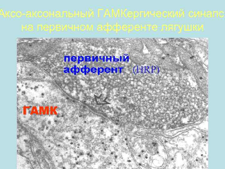 Аксо-аксональный ГАМКергический синапс на первичном афференте лягушки ГАМК 