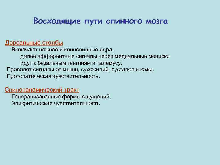 Восходящие пути спинного мозга Дорсальные столбы Включают нежное и клиновидные ядра, далее афферентные