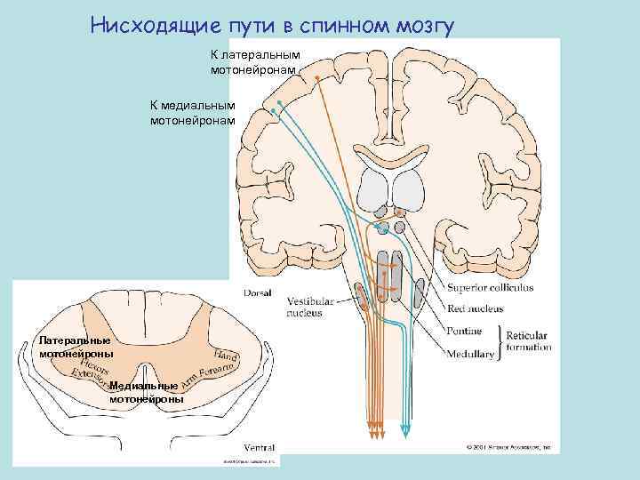 Нисходящие пути в спинном мозгу К латеральным мотонейронам К медиальным мотонейронам Латеральные мотонейроны Медиальные