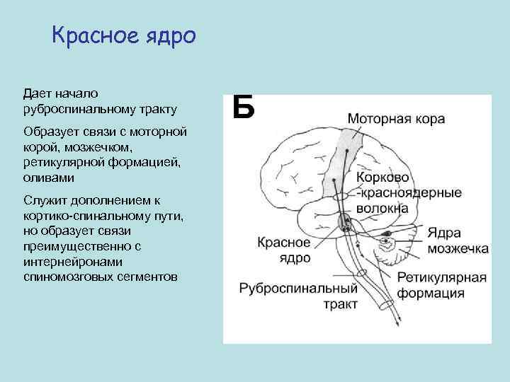 Красное ядро Дает начало руброспинальному тракту Образует связи с моторной корой, мозжечком, ретикулярной формацией,