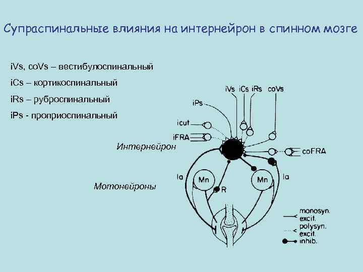 Супраспинальные влияния на интернейрон в спинном мозге i. Vs, co. Vs – вестибулоспинальный i.