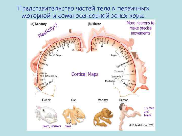 Представительство частей тела в первичных моторной и соматосенсорной зонах коры 