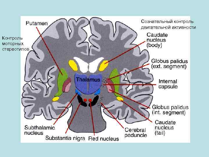 Сознательный контроль двигательной активности Контроль моторных стереотипов 