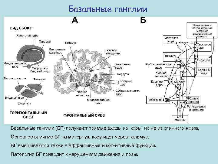 Базальные ганглии (БГ) получают прямые входы из коры, но не из спинного мозга. Основное