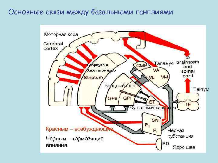 Основные связи между базальными ганглиями Моторная кора Таламус Скорлупа и Хвостатое ядро Бледный шар