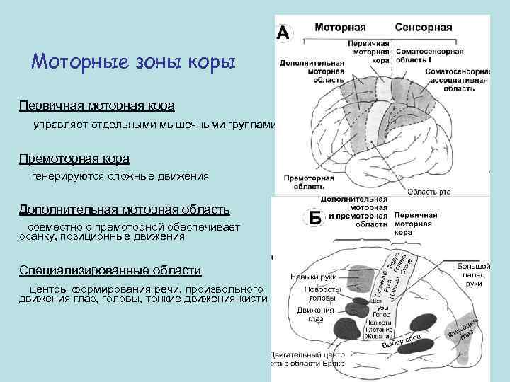 Моторные зоны коры Первичная моторная кора управляет отдельными мышечными группами Премоторная кора генерируются сложные