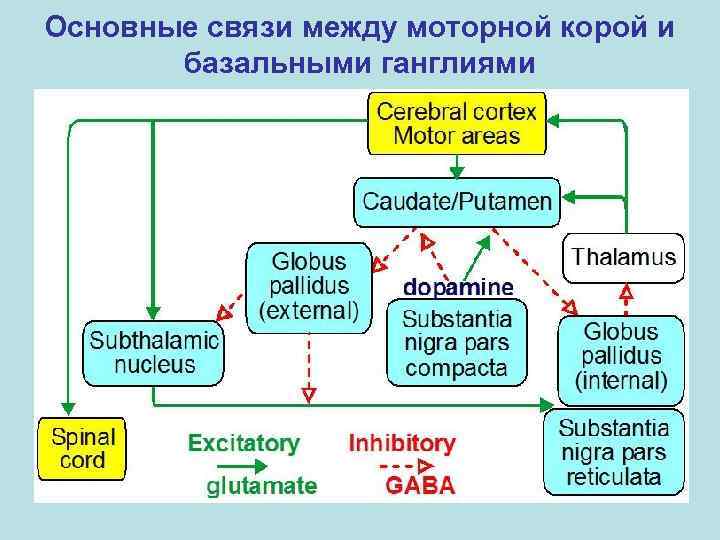 Основные связи между моторной корой и базальными ганглиями 