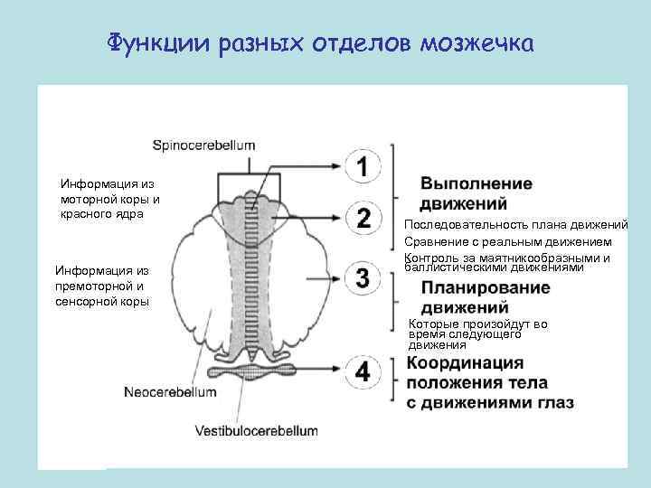 Функции разных отделов мозжечка Информация из моторной коры и красного ядра Информация из премоторной