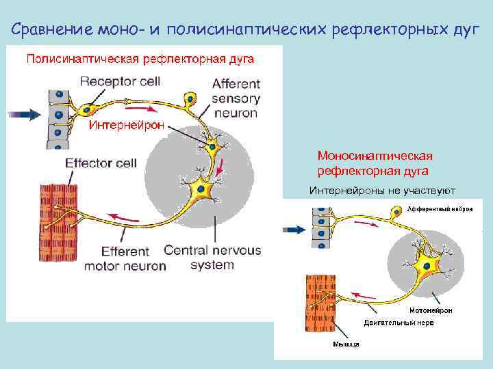 Сравнение моно- и полисинаптических рефлекторных дуг Моносинаптическая рефлекторная дуга Интернейроны не участвуют 