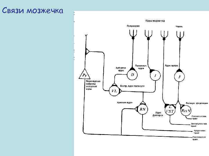 Связи мозжечка 