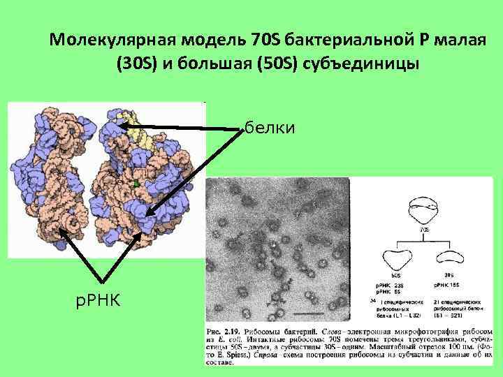 Молекулярная модель 70 S бактериальной Р малая (30 S) и большая (50 S) субъединицы