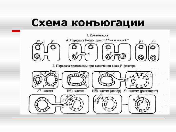 Схема конъюгации 