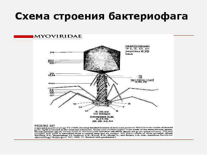 Схема строения бактериофага 