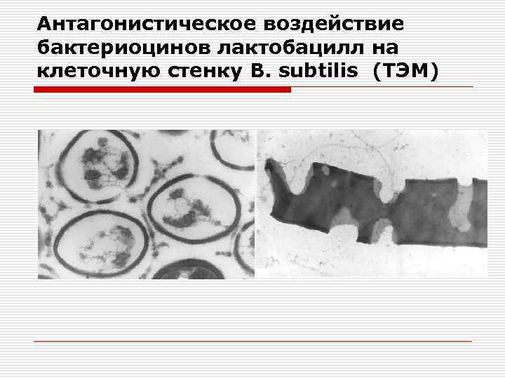 Антагонистическое воздействие бактериоцинов лактобацилл на клеточную стенку B. subtilis (ТЭМ) 