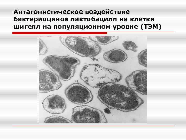 Антагонистическое воздействие бактериоцинов лактобацилл на клетки шигелл на популяционном уровне (ТЭМ) 