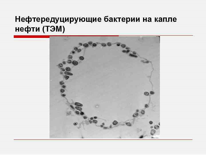 Нефтередуцирующие бактерии на капле нефти (ТЭМ) 