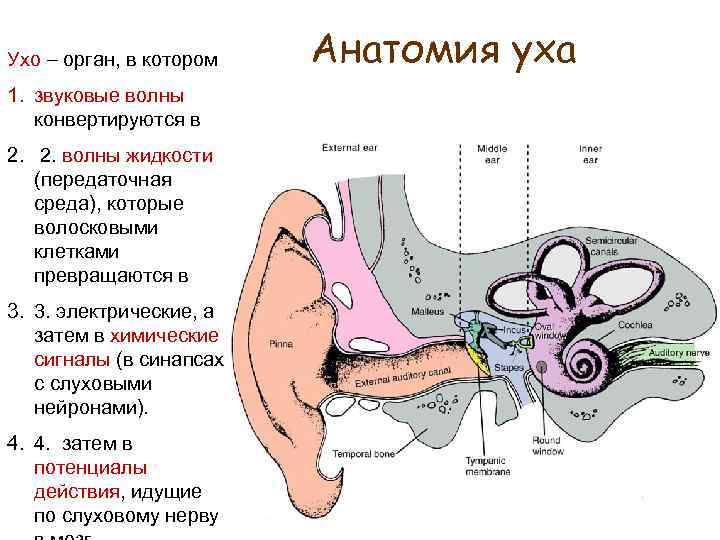 Ухо – орган, в котором 1. звуковые волны конвертируются в 2. 2. волны жидкости
