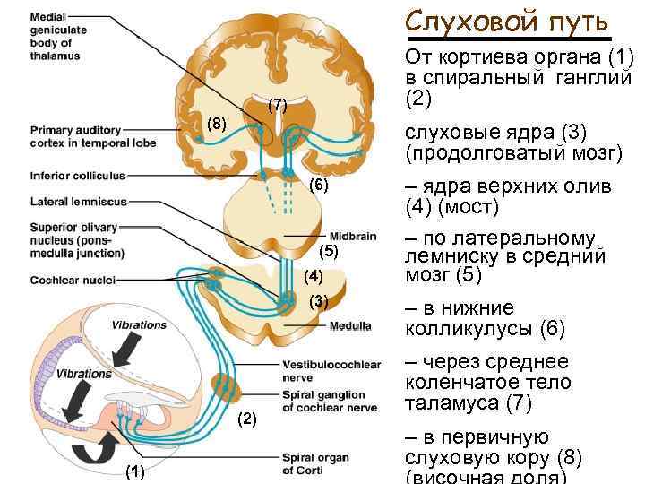 Слуховой путь От кортиева органа (1) в спиральный ганглий (2) (7) (8) слуховые ядра