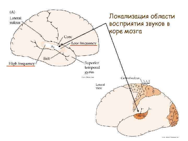 Локализация области восприятия звуков в коре мозга 